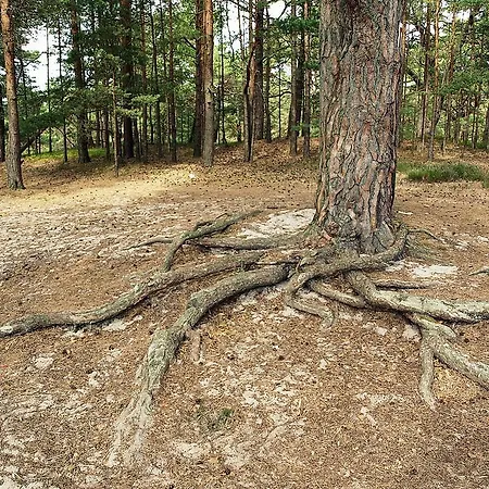 Daire Fala W Kopalinie *