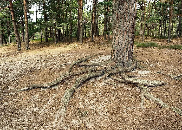 شقة Fala W Kopalinie *